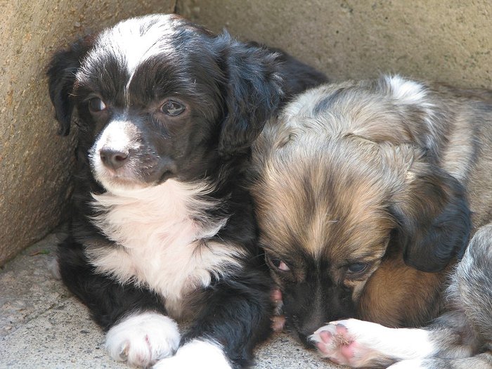 obr�zek: pouta1.jpg; rozli�en�: 700 � 525 px; velikost 98 kB;